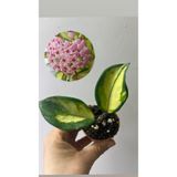 nazlı çiçekçilik Hoya Carnosa Krimson Princess Fide Mum Çiçeği 5,5lik Saksıda