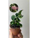 nazlı çiçekçilik Hoya Compacta Kıvırcık Mum Çiçeği Fidesi 5,5lik saksıda
