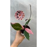 nazlı çiçekçilik Hoya Flamingo Mum Çiçeği
