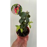 nazlı çiçekçilik Kıvırcık Ruj Çiçeği | Aeschynanthus marmoratus Fidesi 5,5’luk Saksıda