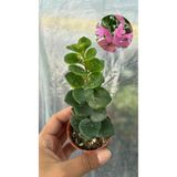 nazlı çiçekçilik Pembe Ruj Çiçeği Fidesi 5,5’luk Saksıda