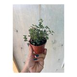 nazlı çiçekçilik Pilea Glauca Dostluk Bitkisi