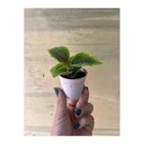 nazlı çiçekçilik Pilea İnvolucrata Dostluk bitkisi
