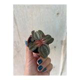 nazlı çiçekçilik Pilea Norfolk Dostluk bitkisi 5,5lik saksıda