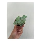 nazlı çiçekçilik Sedum Sieboldi 5,5’luk Saksıda