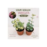 nazlı çiçekçilik Sedum Sieboldii Variegata 2’li Set | Alacalı Yapraklı Sukulent | Canlı Saksı Bitkisi