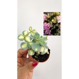 nazlı çiçekçilik Sedum Sieboldii Variegata | Alacalı Yapraklı Pembe Çiçekli Sukulent 5,5lik Saksıda
