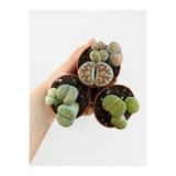 nazlı çiçekçilik Taş Kaktüsü – Lithops | Yaşayan Taş Kaktüs 1 Adet 5,5lik Saksıda
