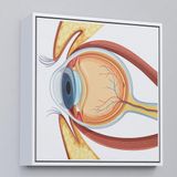 Ne Verelim Size Çerçeveli Göz Anatomizi Tablosu - Göz Doktoru Hediyesi-8367