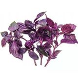 Neomi Mor Reyhan (Feslegen) Tohumu 3Gr
