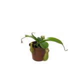 Nepenthes Alata (Su İbriği Bitkisi) Ø8,5 CM Y10-15 CM