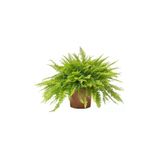 Nephrolepis "aşk Merdiveni" Askılı