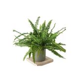 Nephrolepis (Ask Merdiveni Bitkisi) - Large