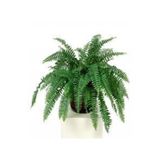 Nephrolepis Exaltata Aşk Merdiveni Çiçeği Saksılı
