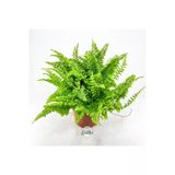 Nephrolepis Exaltata Cotton Candy (12 Cm Saksıda) Özel Tür Aşk Merdiveni Eğrelti