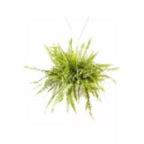 Nephrolepis Fujer Aşk Merdiveni Askılı 18Cm Ø - Sarkan Bitki