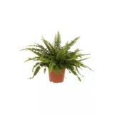 Nephrolepsis ( Aşk Merdiveni )