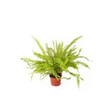 Nephrolepsis Fujer - Aşk Merdiveni - Ev Ofis Salon Iç Mekan Bitkisi - Ø:12 Cm - H:30 Cm