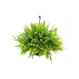 Nephrolepsis Fujer - Aşk Merdiveni - Ev Ofis Salon Iç Mekan Bitkisi - Ø:14 cm - H:40 cm