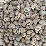 Nerita Communis Kiloluk Deniz Kabuğu (1 KG)