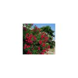 Nerium Oleander Zakkum Fidanı Kırmızı 10-20 Cm
