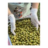 Neşeli Mutfak Yeşil Zeytin Halhali Kırılmış Net 3.5 Kg