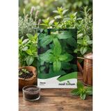 Nesil Tohum Nane (Mentha) Tohumu 10 Gr