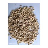 NESLİGEN YULAF TOHUMU 1 KG