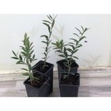 Net Tarım 1 Adet Ispanyol Arbequina Bodur Zeytin Fidanı 1 Yaşlı 30-60 cm