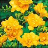 Net Tarım 1 Adet Sarı Frezya Çiçeği Soğanı Mis Kokulu Katmerli