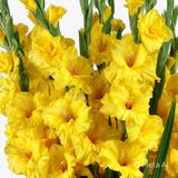Net Tarım 1 Adet Sarı Glayöl Swan Gladiolus Çiçeği Soğanı