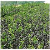 Net Tarım 4 Adet Ispanyol Arbequina Bodur Zeytin Fidanı 1 Yaşlı 30-60 cm