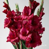 Net Tarım 5 Adet Bordo Glayöl Swan Gladiolus Çiçeği Soğanı