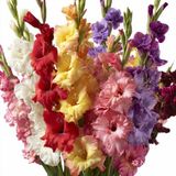 Net Tarım 5 Adet Karışık Glayör Swan Gladiolus Çiçeği Soğanı
