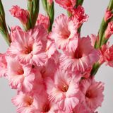 Net Tarım 5 Adet Pembe Glayör Swan Gladiolus Çiçeği Soğanı
