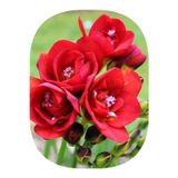 NET TARIM 50 Adet Kırmızı Frezya ( Freesia Bulbs ) Çiçeği Soğanı Katmerli Mis Kokulu