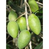NET TARIM 5'li Memecik Iri Meyveli Zeytin Fidanı Tüplü 2 Yaşında 1 m