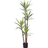 Netten Evime Yapay Ağaç Dracaena Ağacı 4Gövdeli 180 cm Premium Kalite