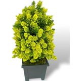 Netten Evime Yapay Çiçek Bonsai Ağacı Sarı Kozalak Model Dekoratif Yapay Ağaç Bonzai 30*15 CM Siyah Kare Saksıda