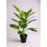 Netten Evime Yapay Çiçek Çizgili Muz Yapraklı Alaca Starliçe Salon Çiçeği 18Dal 80*50cm Yapay Bitki