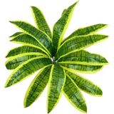 Netten Evime Yapay Çiçek Dracaena Massengena Yaprağı Demeti 11 Yapraklı 40*50cm Dik Duvar Çiçeği Yapay Bitki