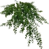Netten Evime Yapay Çiçek Sarkan Şimşir Okaliptus Jumbo Boy 75*35cm Yapay Sarmaşık