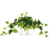 nettenevime Saksıda Sarmaşık Sarı Yeşil Oval Yapraklı Sarmaşık Yapay Çiçek Beyaz Saksıda