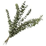 Nettenevime Şoklanmış Okaliptus Stabilize Kuru Çiçek Yeşil 50 Gram Renksiz