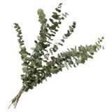 nettenevime Şoklanmış Okaliptus Stabilize Kuru Çiçek Yeşil 50 Gram