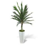 Nettenevime Yapay Ağaç Coco Palmiye Ağacı Beyaz Kumsal Vazoda 190*80 Cm Yeşil