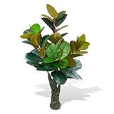 nettenevime Yapay Ağaç Kauçuk Ağacı Ficus Elastica Salon Çiçeği 150*90 Doğal Gövdeli 61 Yaprak