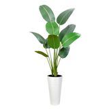 nettenevime Yapay Ağacı Beyaz 57cm Uzun Kumsal Vazoda Muz Ağacı Yapay Starliçe 195cm 10 Yaprak