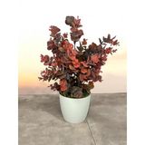 Nettenevime Yapay Çiçek Beyaz Saksıda Okaliptus Şimşir Demeti Pudralı Pastel Bordo Dekoratif Yapay Bitki