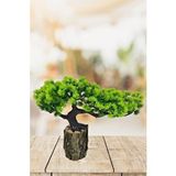Nettenevime Yapay Çiçek Bonsai Ağacı Kütük Saksıda Yatık Akasya Dekoratif Yapay Ağaç Bonzai 30*20 Cm Yeşil